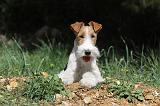 FOX TERRIER 114